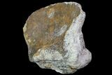 Dimetrodon Carpal Bone - Texas Red Beds #69452-1